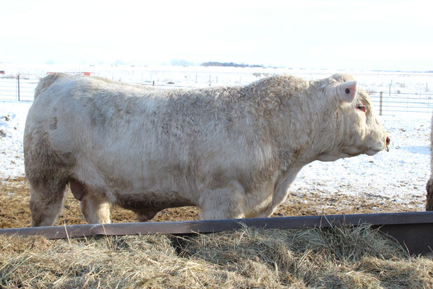 VanDyke Bull